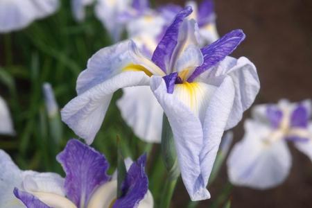 2012-7-11八紘学園菖蒲2 052.jpg